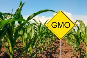 GMO maize 
