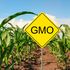 GMO maize 