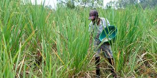 Sugarcane farmers