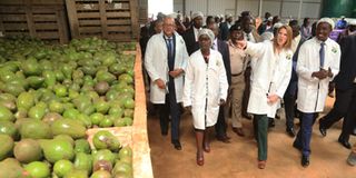 Kisii avocado oil extraction plant