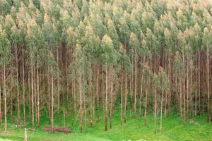eucalyptus trees