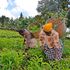 Farmers pick tea on a farm in Kiangondu village in Tharaka-Nithi County