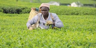 A worker at Nandi Tea Estate Limited in Nandi Hills 