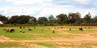 Naivasha stadium