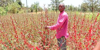 Zachary Murori at his hibiscus farm