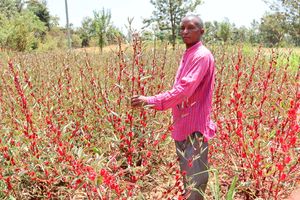 Zachary Murori at his hibiscus farm