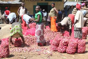 Women pack onions into nets in Ortum, West Pokot County