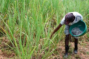 A farmer applies fertiliser to his sugar cane crop in Ikolomani, Kakamega County