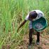 A farmer applies fertiliser to his sugar cane crop in Ikolomani, Kakamega County