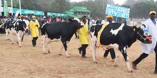 Dairy cows during the ASK National Fair in Eldoret