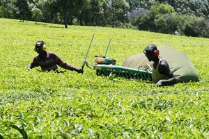 Tea estates