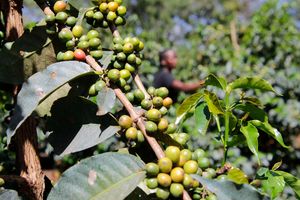 A farmer tends to her coffee in Nyeri town