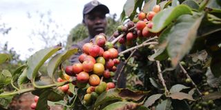 Coffee farmer