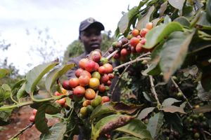 Coffee farmer