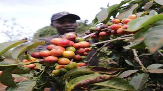 Coffee farmer