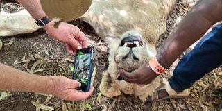 amboseli lions killed