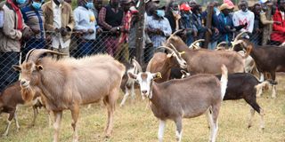 Dairy goats 