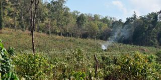 Kakamega Forest