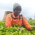 A Kenyan farmer picking tea