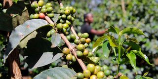 A farmer tends to her coffee in Nyeri town