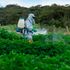 Farmer applying insecticide products on crop