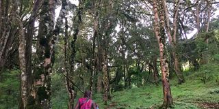 chyulu hills, carbon trading, carbon markets