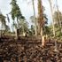 Bahati Forest