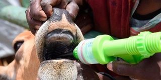 A cow being dewormed