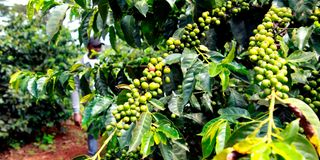 A farmer tends to a coffee bush in Nyeri town