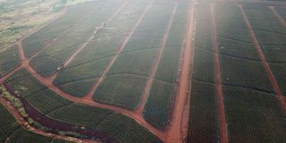 A section of the expansive Del Monte farm