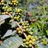 A farmer tends to her coffee in Nyeri town