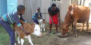 A family feeds a cow and its twin calves.