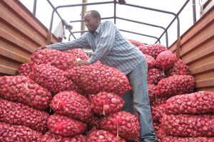 A trader unloads onions to sell. 