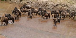 Wildebeests