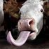 A dairy cow sticks out its tongue