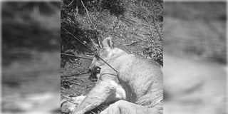 A carcass of the lioness after it was killed at Kimugandura village, Laikipia County. 