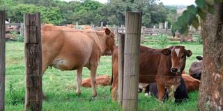 Cows at a homestead in Uasin Gishu County.