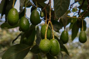 Avocado farming