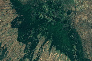 Mau Forest Narok section.