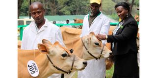 A woman admires a Jersey cow. 