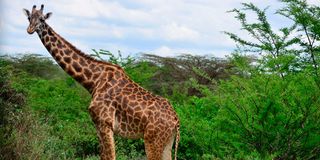 Nairobi National Park