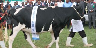 A Friesian dairy cow in Eldoret