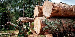 logging 