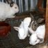 Rabbits