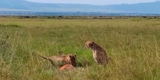 Ruka and Rafiki gorging on their impala kill in Mara Triangle. 