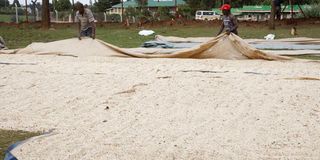 drying maize