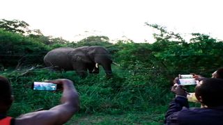 elephants graze