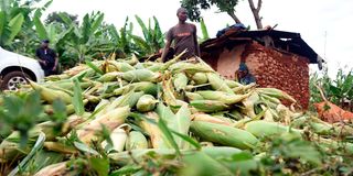 Maize harvest