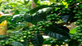 Coffee farm