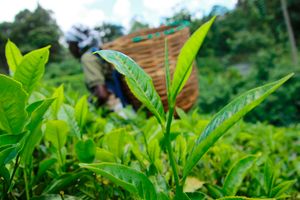 Tea farm